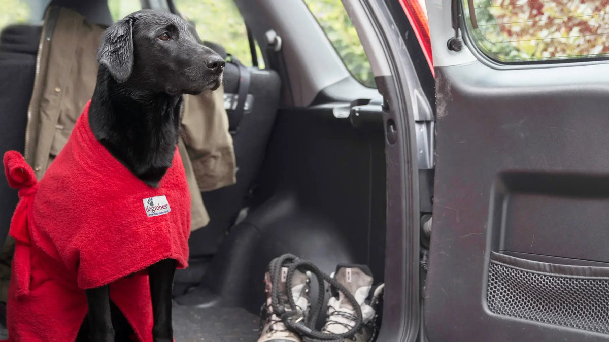 Black Labrador wearing a red Original Dogrobe in the car after a swim