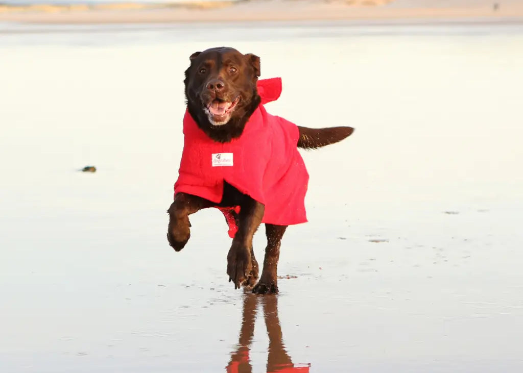 Chocolate Labrador Max running on beach wearing an XL Original red Dogrobe dog drying robe