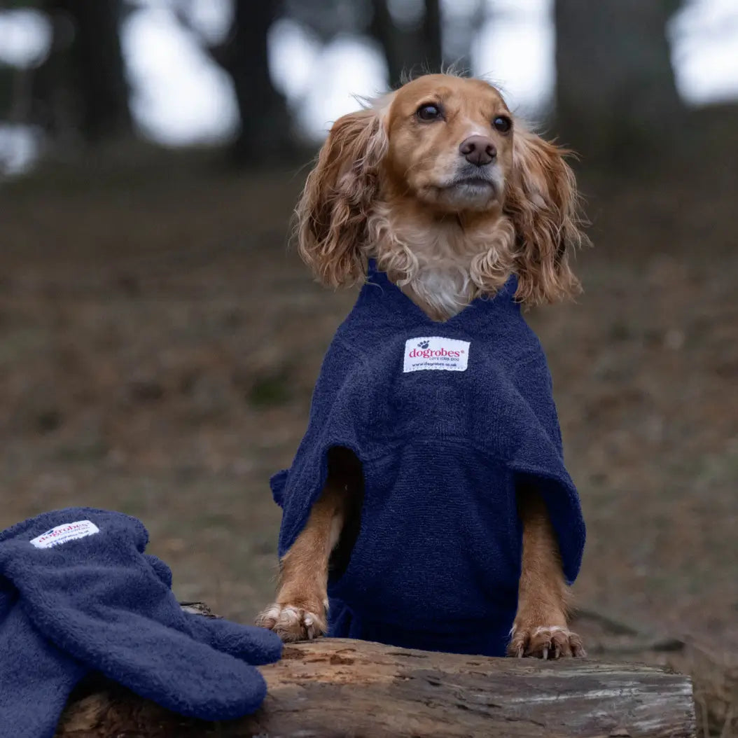 Cocker Spaniel wearing a navy Dogrobe MAX dog drying robe beside matching Dogrobes Gauntlets in woodland
