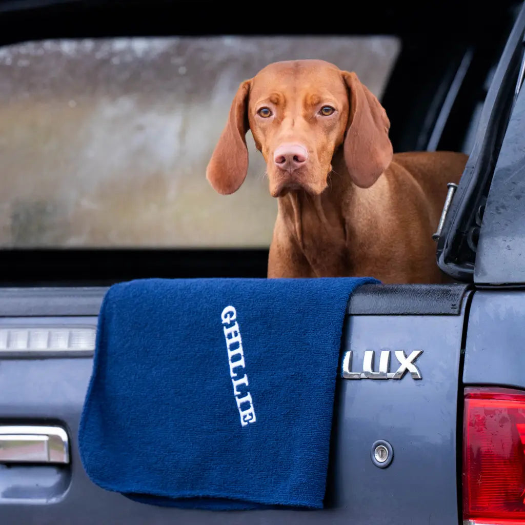 Embroidered Navy Original Dogrobe with the Vizsla's name Ghillie in white thread and capitals