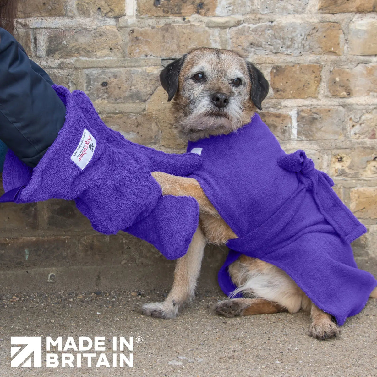 Woman using Purple Dogrobes Dog Drying Gauntlets (mitts) to dry a Border Terrier's paws while dog wearing purple Dogrobe