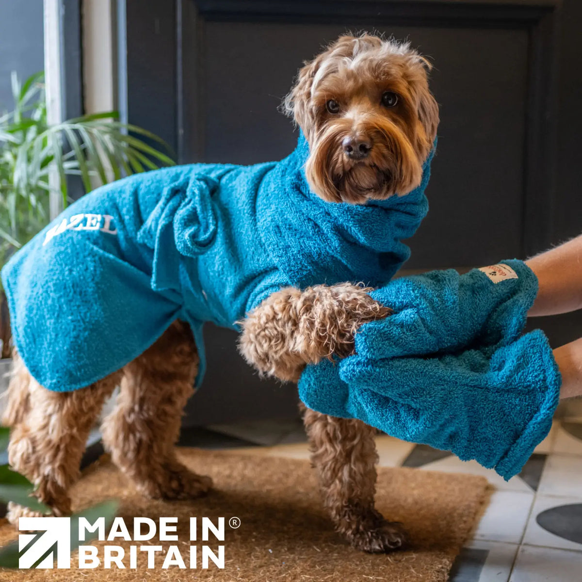 Person using Teal Dogrobes Dog Drying Gauntlets (mitts) to dry a wet Cockapoo's paws while dog wearing Teal Dogrobe and Snood