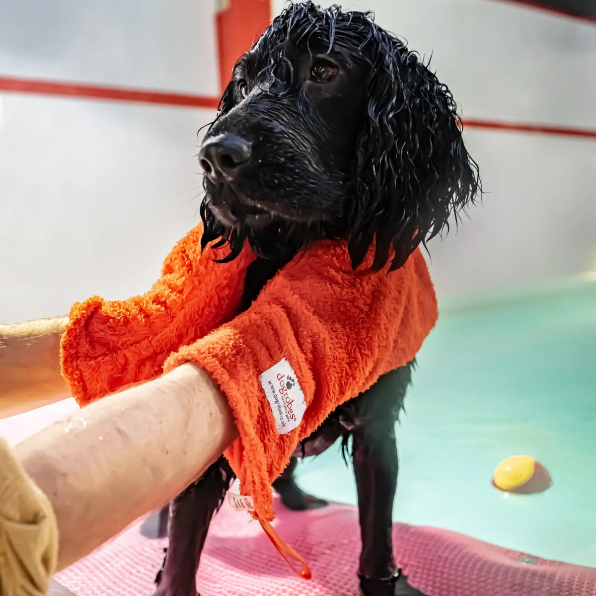 Person using Orange Dogrobes Dog Drying Gauntlets (mitts) to dry a black Cocker Spaniel after swimming