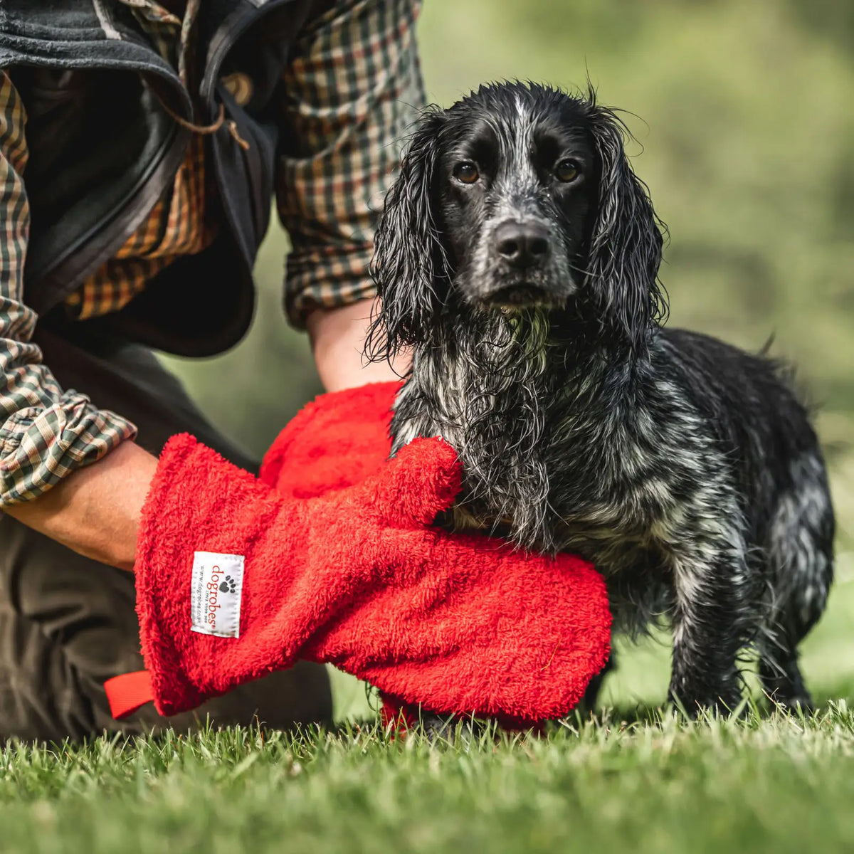 Person using Red Dogrobes Dog Drying Gauntlets (mitts) to dry a wet black Cocker Spaniel’s legs and paws outdoors