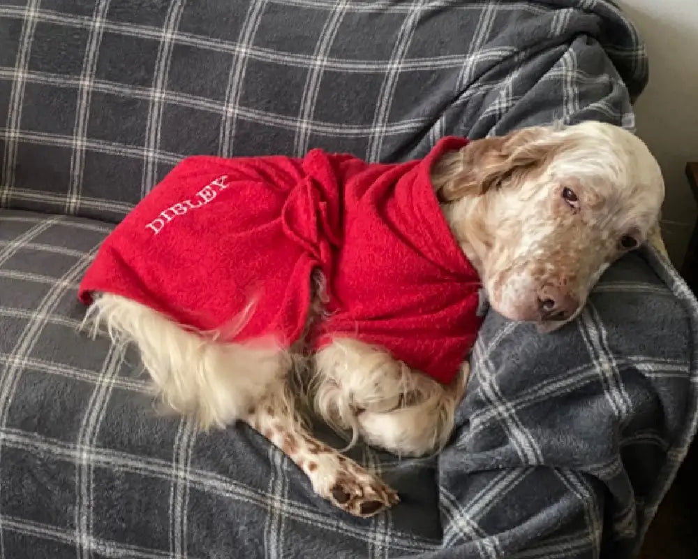 English Setter relaxing on a sofa in a personalised red Dogrobe with the embroidered name Dibley