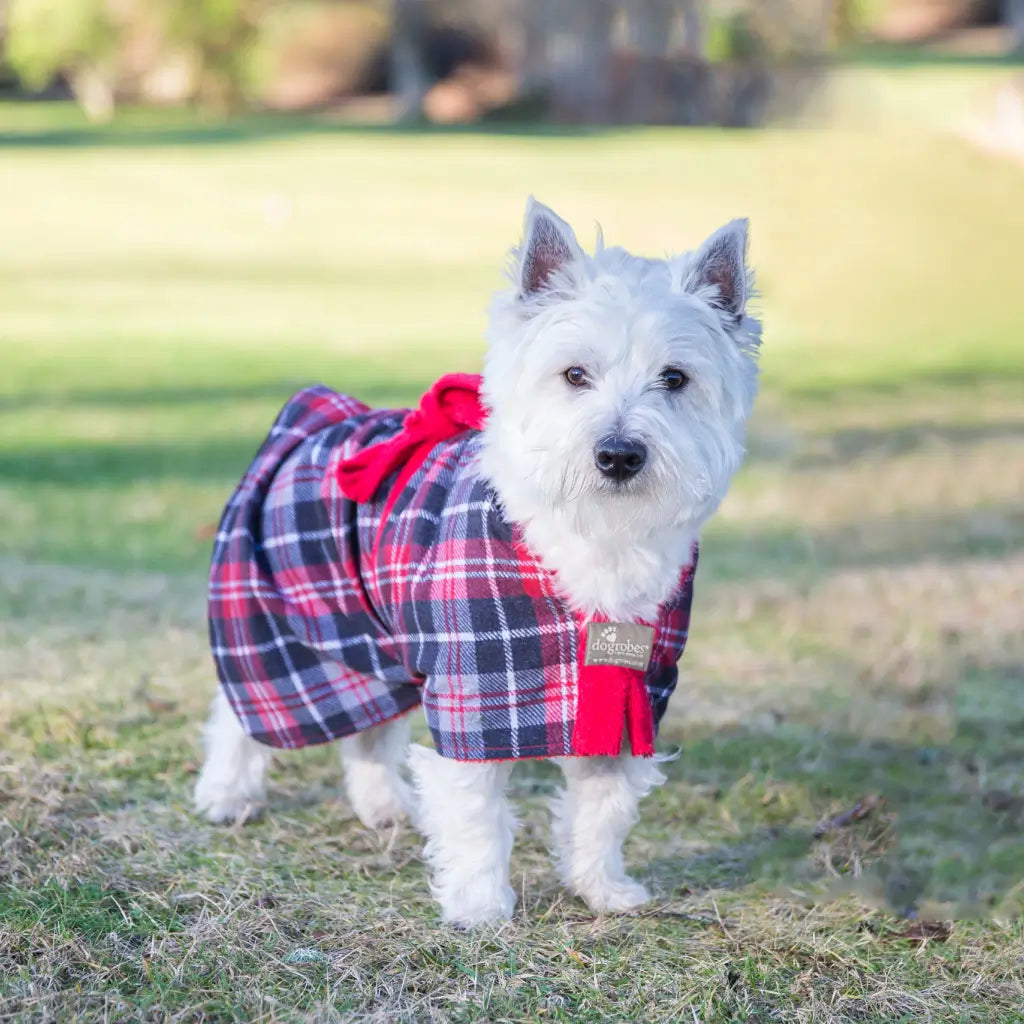 Westie wearing an Exclusive tartan Dogrobe dog drying coat outdoors