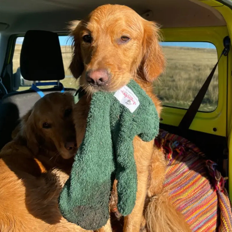 Golden Retriever carrying green Dogrobes Gauntlets in his mouth after a walk