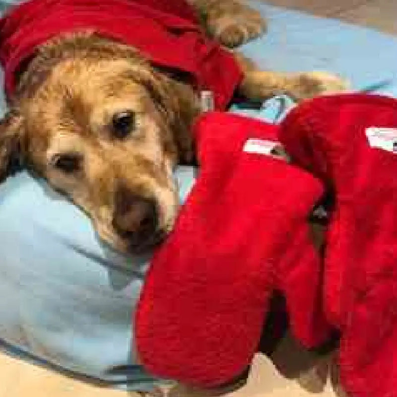 Golden Retriever resting beside red Dogrobes Gauntlets and wearing red Dogrobe