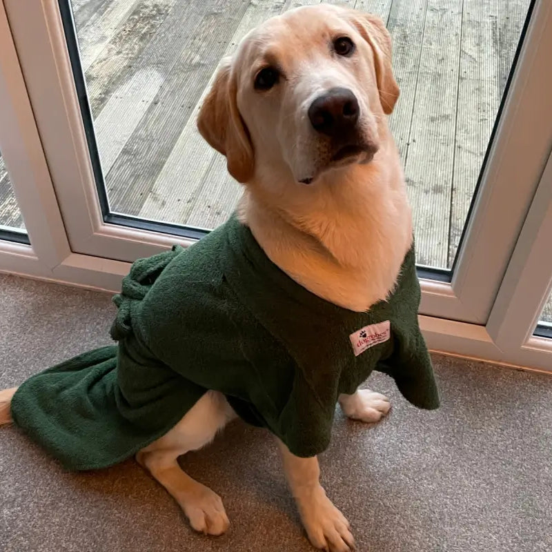 Labrador wearing a green Dogrobe MAX after a wet walk, customer review photo