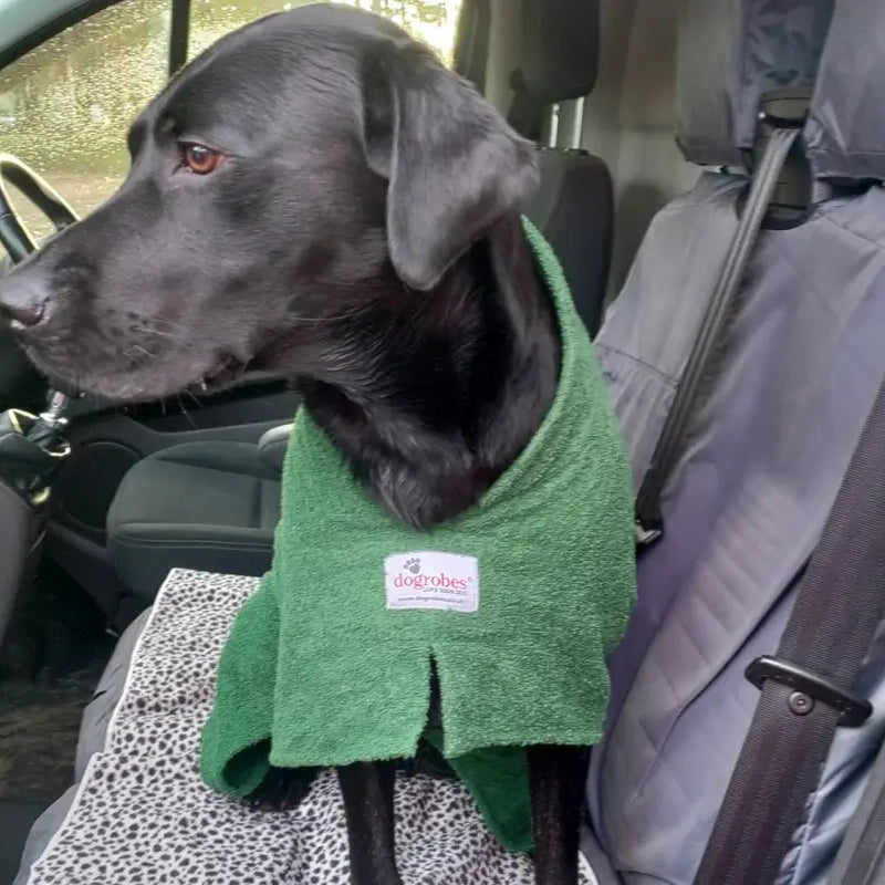 Black Labrador wearing a green Original Dogrobe after a wet walk, customer review photo