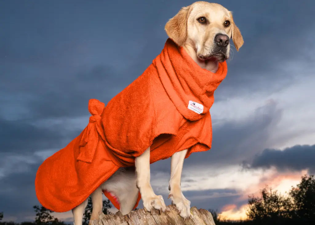 Labrador Fearne wearing orange Dogrobe MAX and Snood in size Large