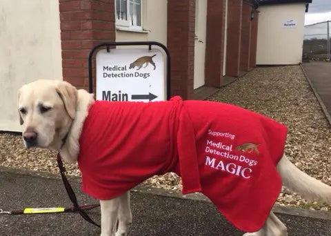 Working Labrador Magic wearing red size large Original Dogrobe with Medical Detection Dogs logo
