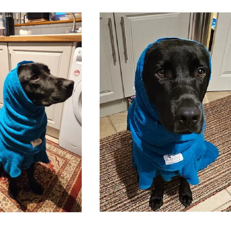 Black Labrador wearing a teal Dogrobe MAX and teal Snood as a hood - customer review photos