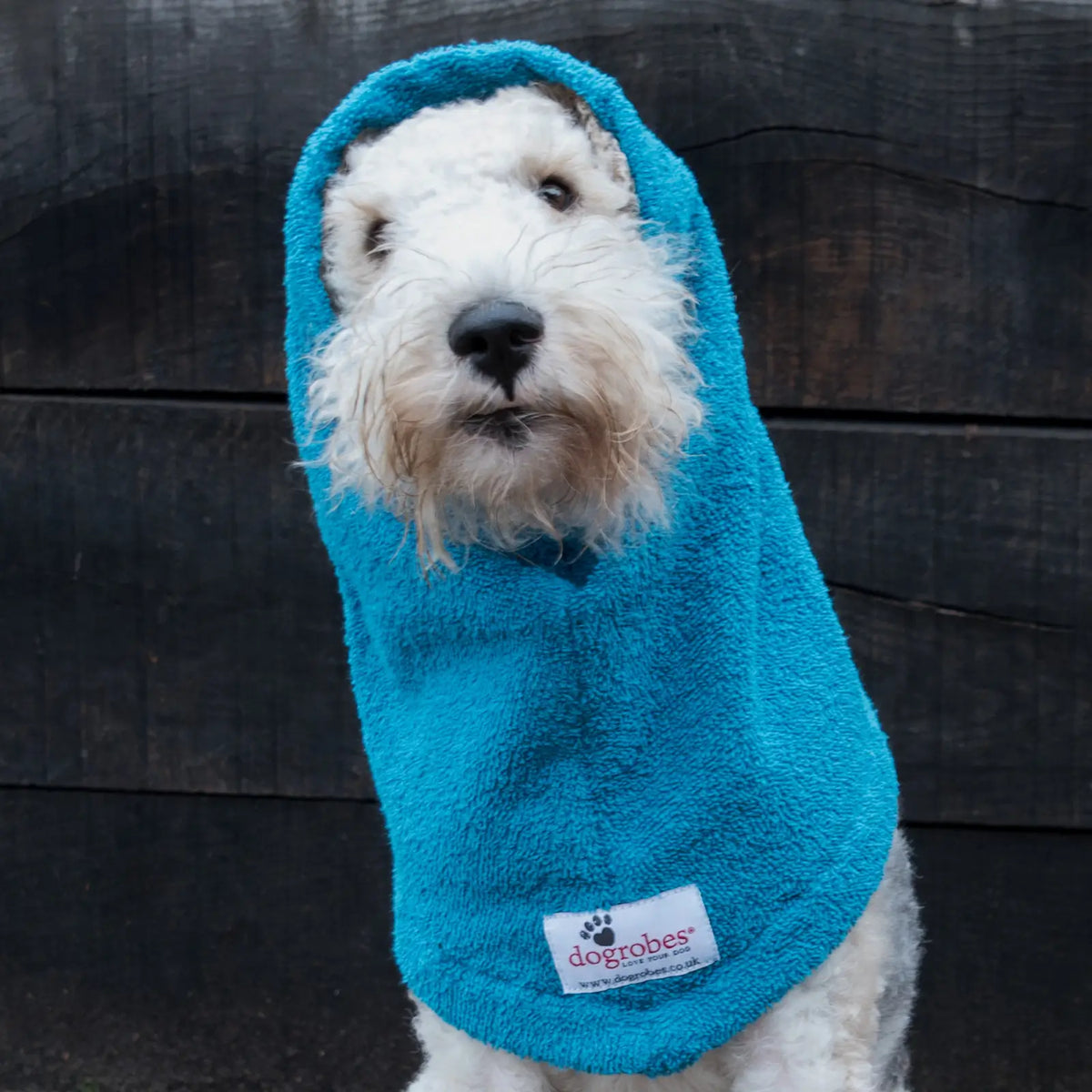 Lakeland Terrier wearing a Teal Snood from Dogrobes with ears covered to dry and protect