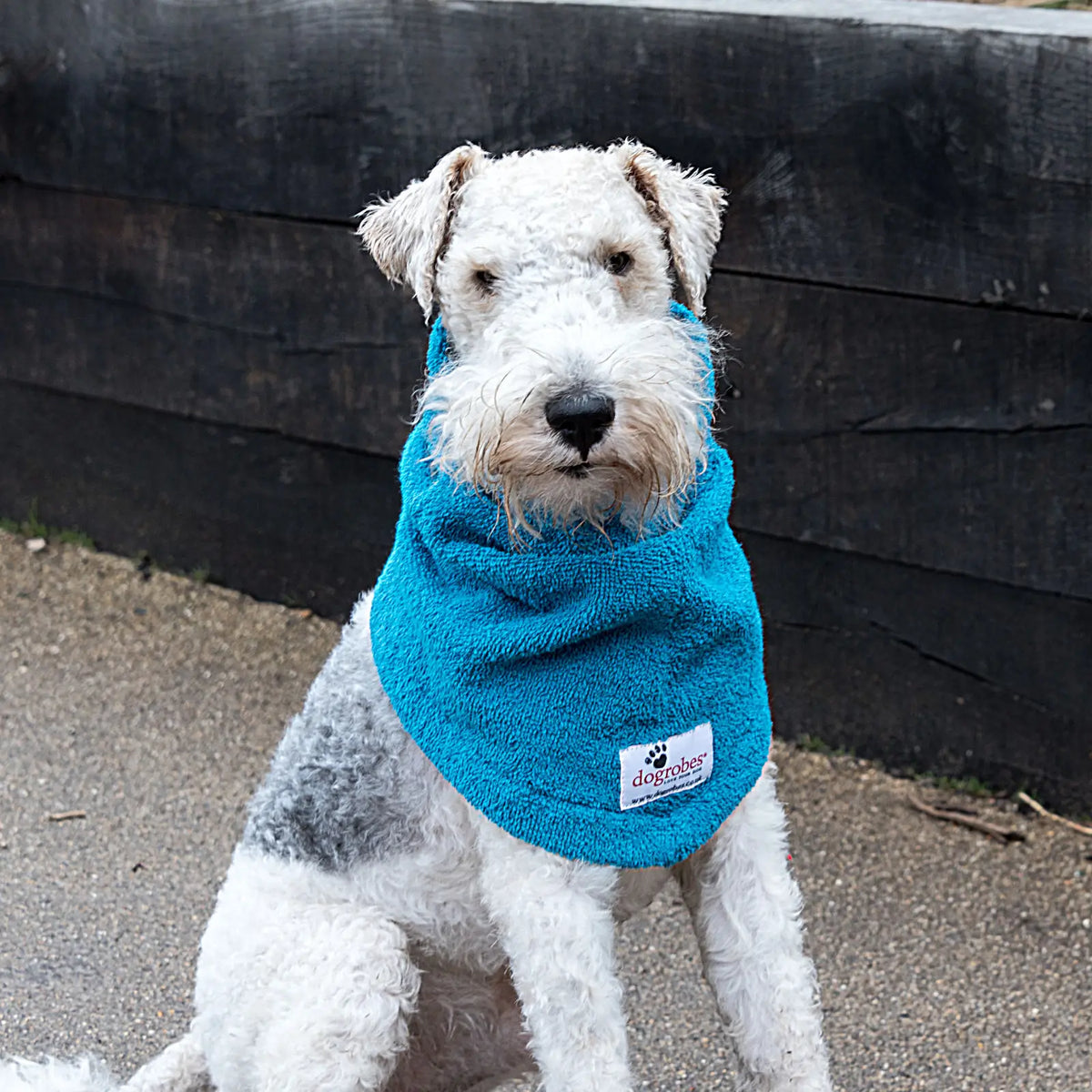 Lakeland Terrier sitting outdoors wearing a Teal Snood from Dogrobes to dry head, neck and ears