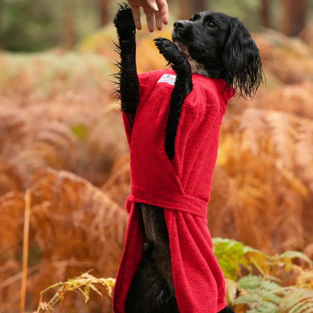 Close-up of a wet Cocker Spaniel in a red Dogrobe MAX dog drying coat, showing the full-coverage chest panel