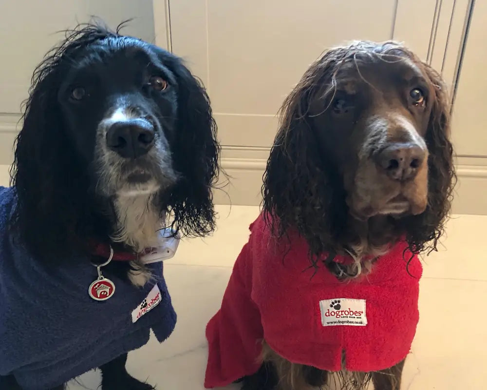 Wet Sprocker Spaniels wearing Original Dogrobes in red and navy