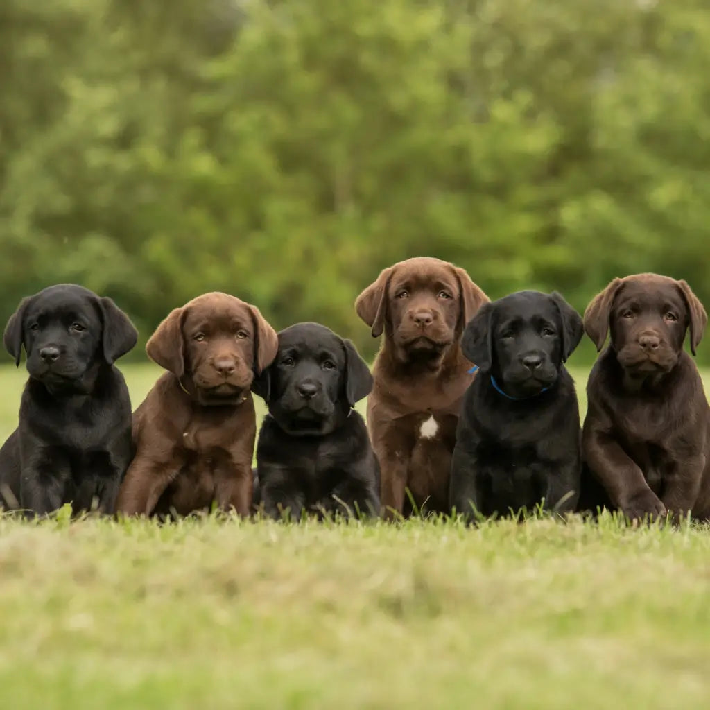 Black and chocolate Labrador puppies featured in the Dogrobes Labrador size guide