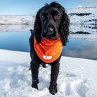 Black Cocker Spaniel wearing Orange Snood by Dogrobes, drying head, neck and ears outdoors in the snow