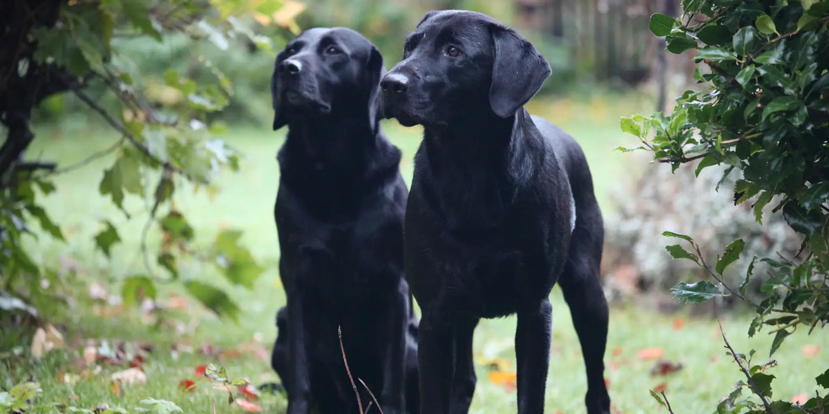 Two black Labradors outside in the garden featured on the Dogrobes Labrador size guide