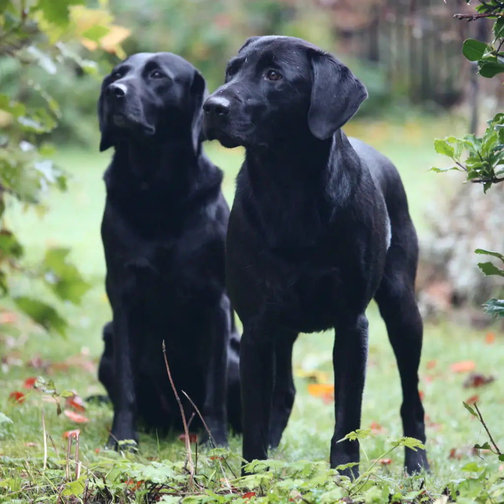 Two black Labradors outside in the garden featured on the Dogrobes Labrador size guide