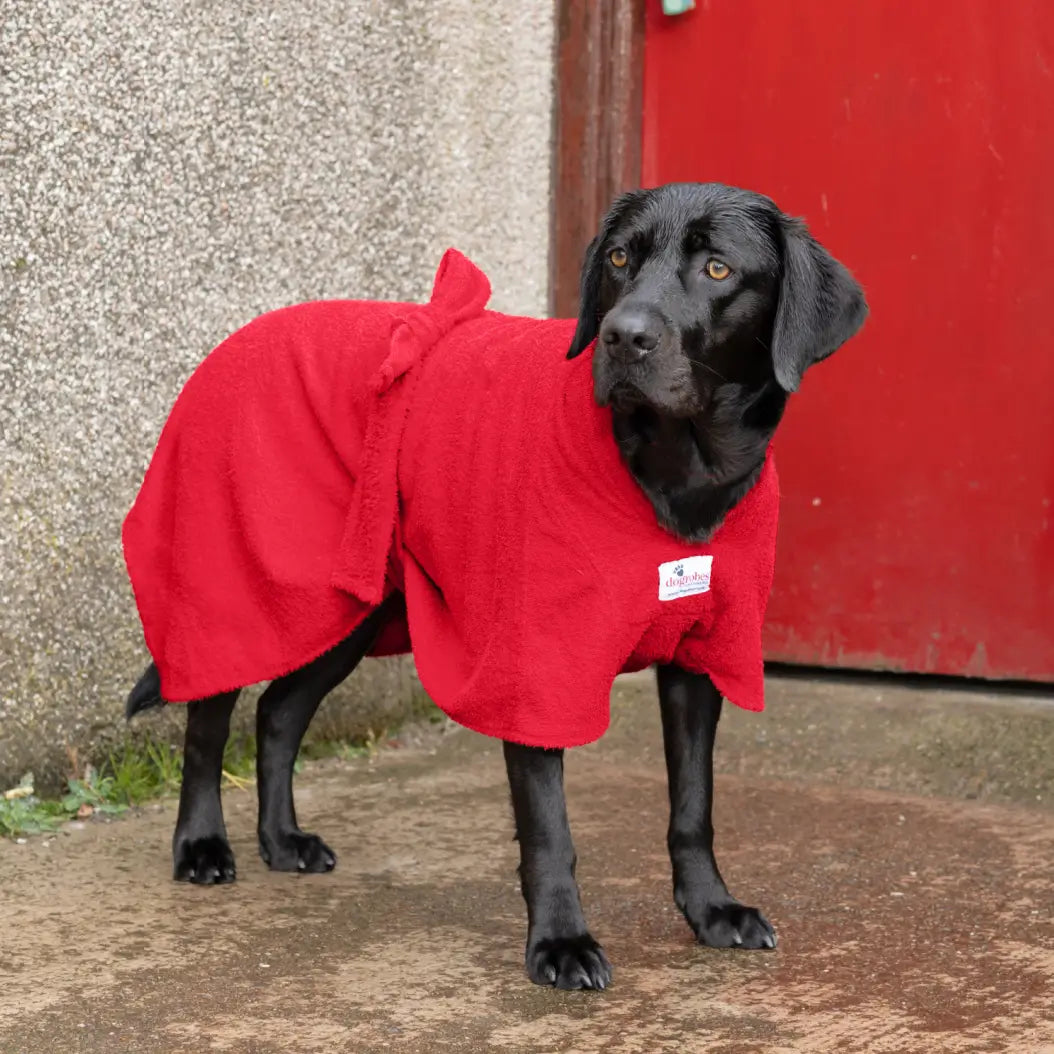 Black Labrador wearing a red Dogrobe MAX dog towelling coat outdoors