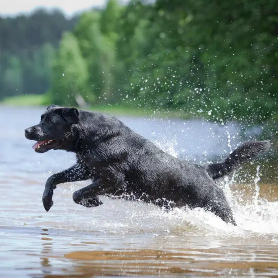 Black Labrador splashing through a lake after a swim