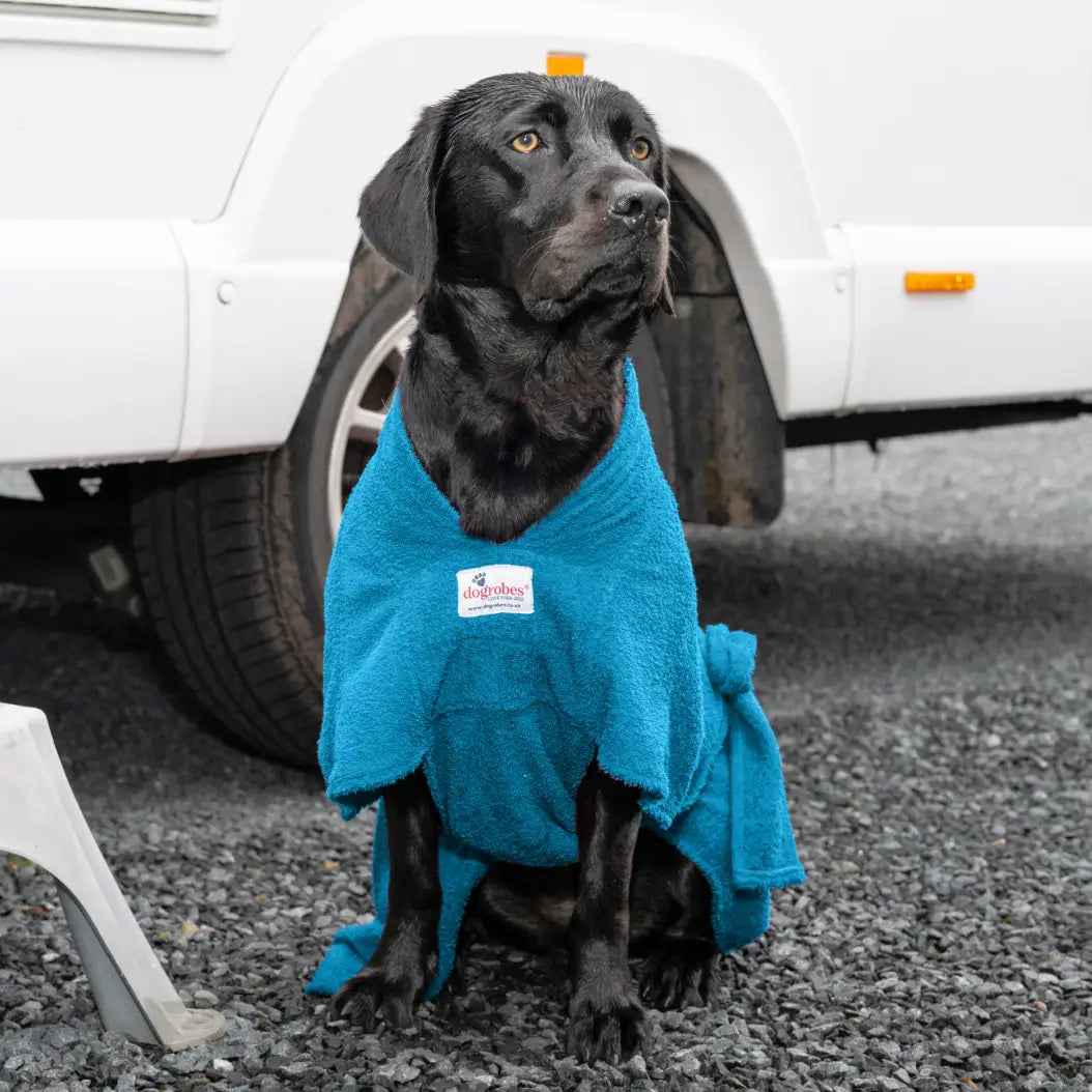 Black Labrador wearing a teal Dogrobe MAX dog towel robe beside a campervan