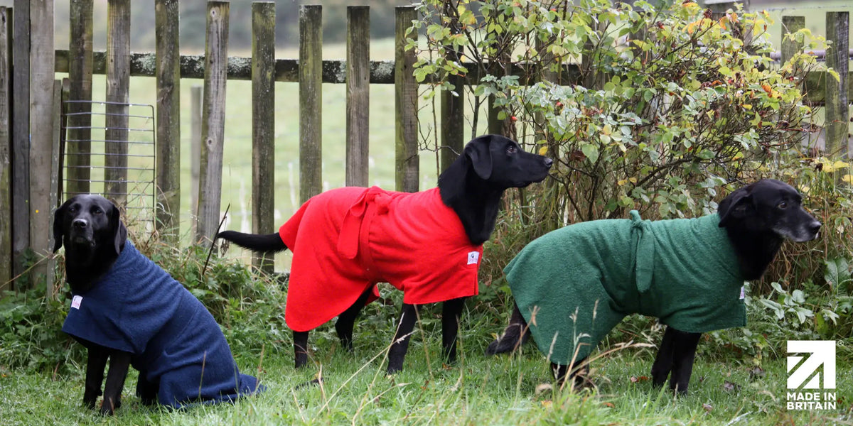 Three black Labradors wearing Dogrobes dog drying coats, red, navy and green in a British countryside garden