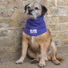 Border Terrier sitting outside wearing a Purple Snood from Dogrobes to dry head, neck and ears