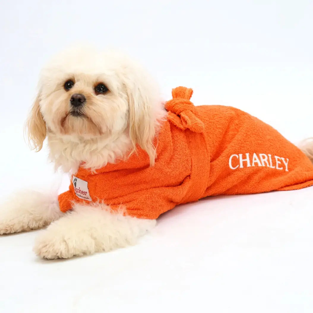 Cavapoo wearing a personalised orange Original dog drying robe embroidered with Charley