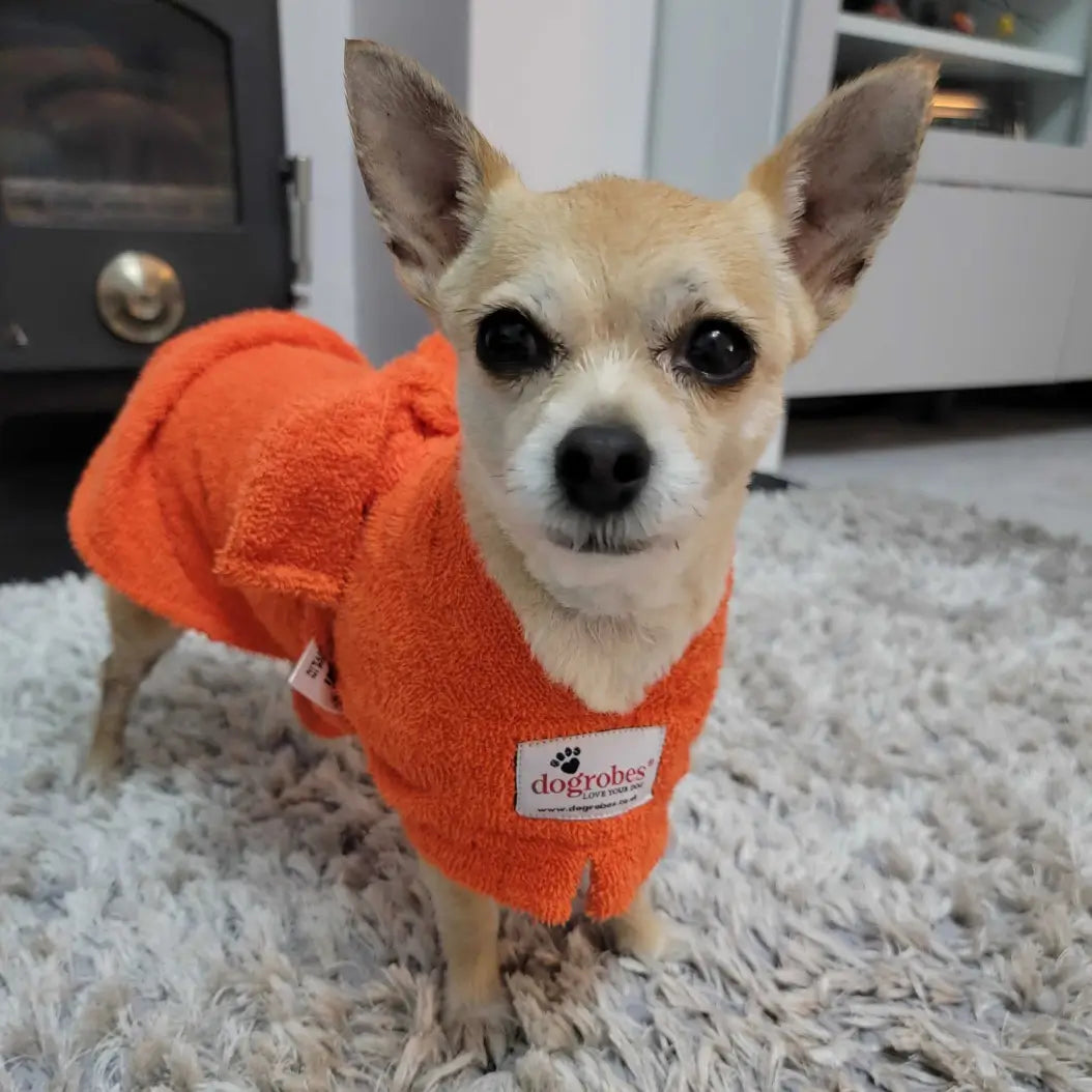Chihuahua wearing an orange Dogrobe, showing the fit on a small breed