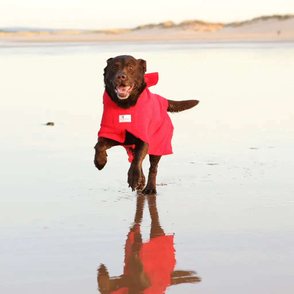 Chocolate Labrador Max running on beach wearing an XL Original red Dogrobe dog drying robe