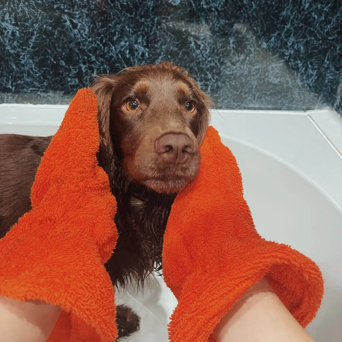 Close-up of Orange Dogrobes Dog Drying Gauntlets (mitts) being used to dry a wet Cocker Spaniel after a bath