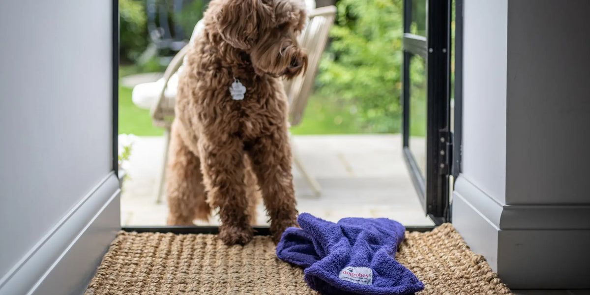 Wet Cockapoo standing at back door waiting to be dried with Dogrobes purple dog drying mitts