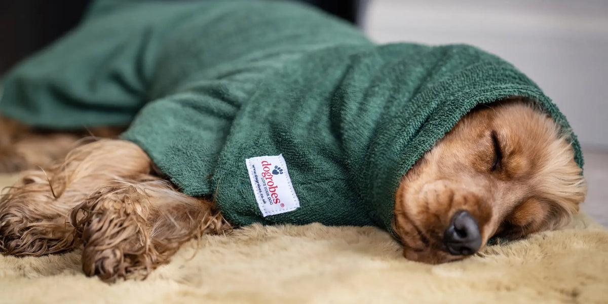 Cocker Spaniel  asleep wearing a green Dogrobe and Snood after a wet walk