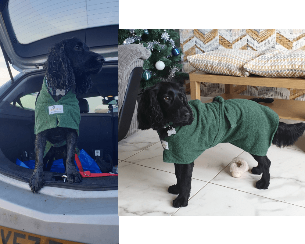 Cocker Spaniel wearing a green Dogrobe with Harness Access Opening for the car journey after a walk and relaxing at home