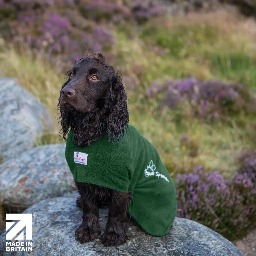 Cocker Spaniel wearing a green Dogrobe in a British heather landscape