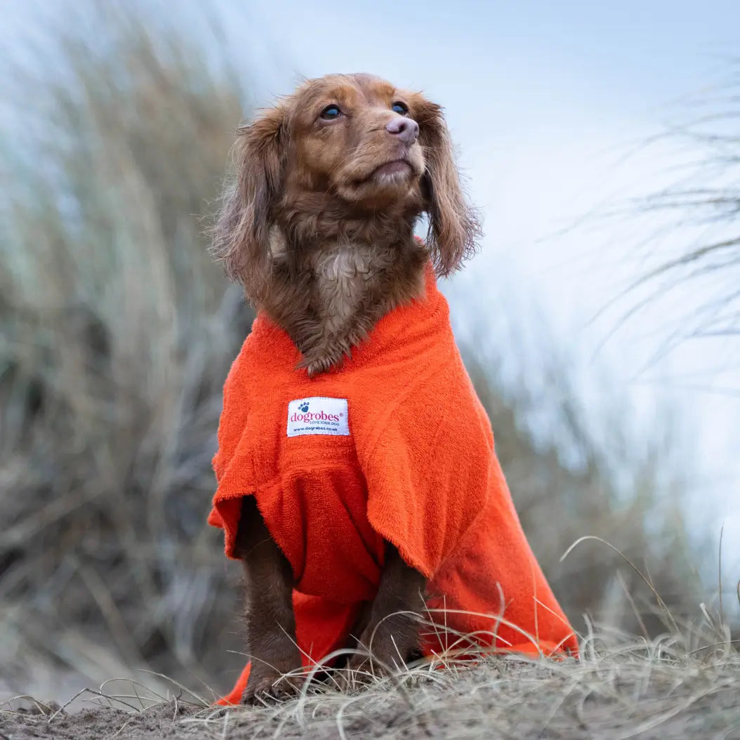 Cocker Spaniel wearing an orange Dogrobe MAX dog dressing gown, showing the chest panel in sand dunes