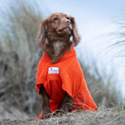 Cocker Spaniel wearing an orange Dogrobe MAX dog dressing gown, showing the chest panel in sand dunes