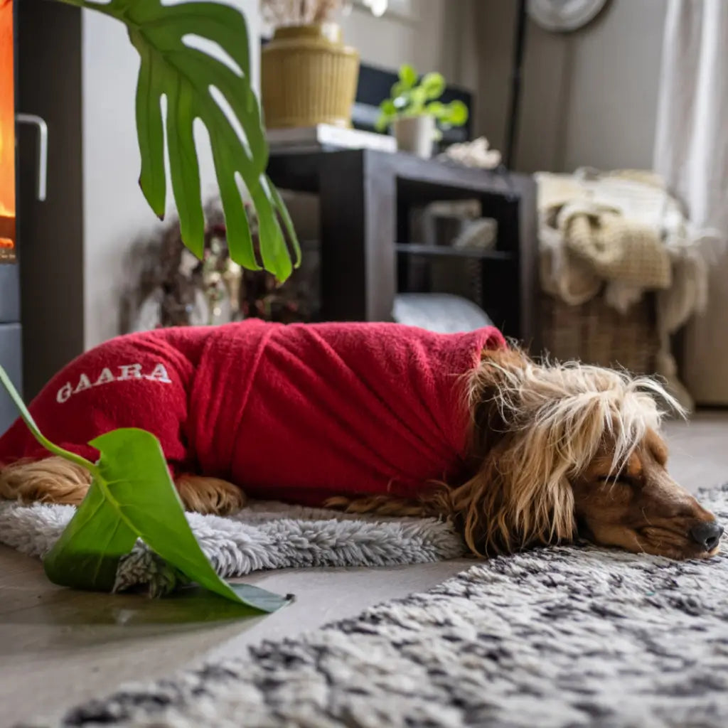 Cocker Spaniel relaxing in a red personalised Dogrobe after a wet walk