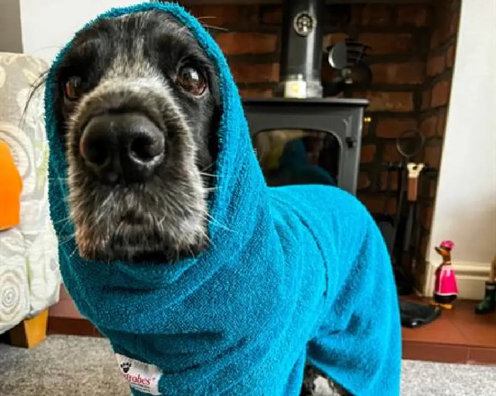 Cocker Spaniel wearing a teal dog Snood from Dogrobes UK to dry his head, neck and ears