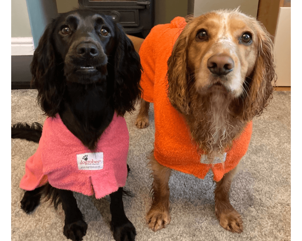 Working Cocker Spaniels wearing pink and orange Dogrobes that have a Harness Access Opening