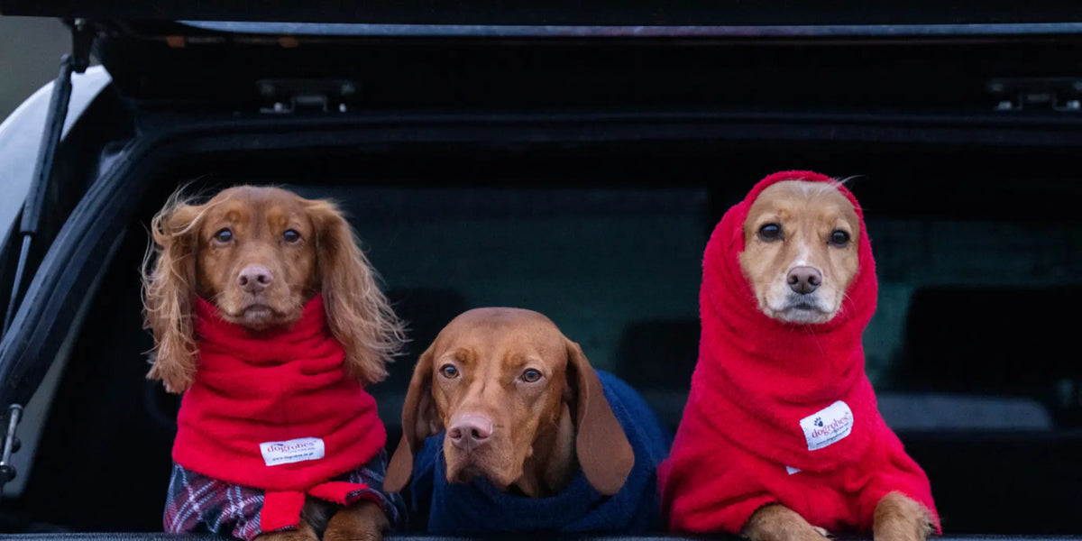 Cocker Spaniels wearing Dogrobe MAX and Exclusive Dogrobes. Hungarian Vizsla wearing Original Dogrobe.