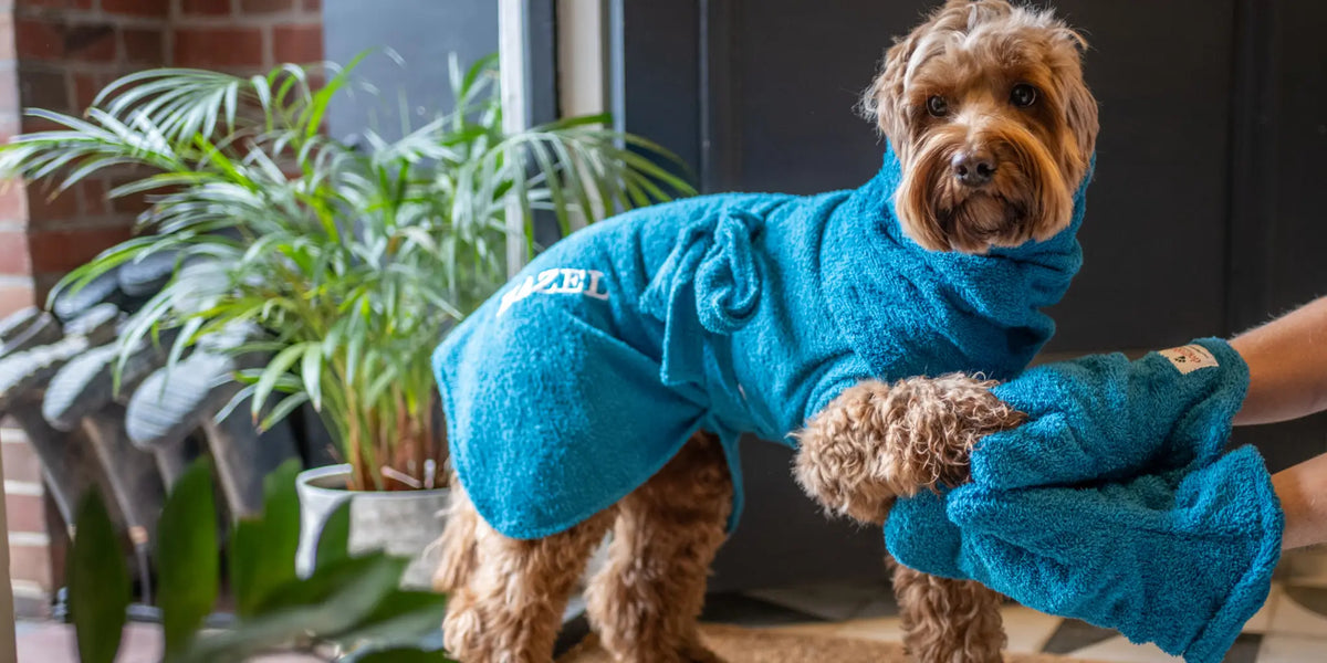 Cockapoo wearing a Dogrobe and dog Snood while having paws dried with Dogrobes dog drying mitts