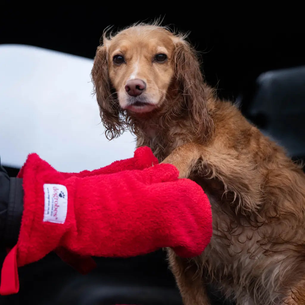 Owner drying Cocker Spaniel's legs and paws with Dogrobes red dog drying gloves