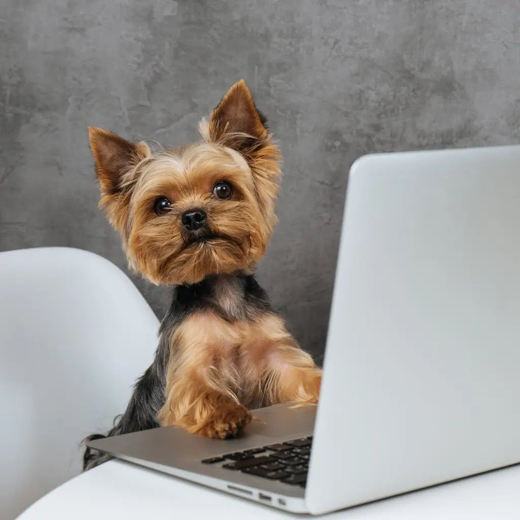 Yorkshire Terrier at a laptop representing reporting a faulty item to the Dogrobes team