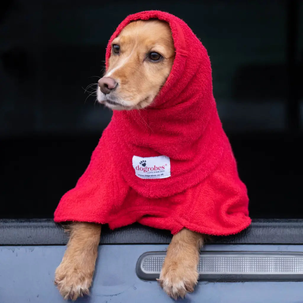 Dog wearing a red Dogrobes Snood as a hood to dry wet head, neck and ears and provide warmth and comfort