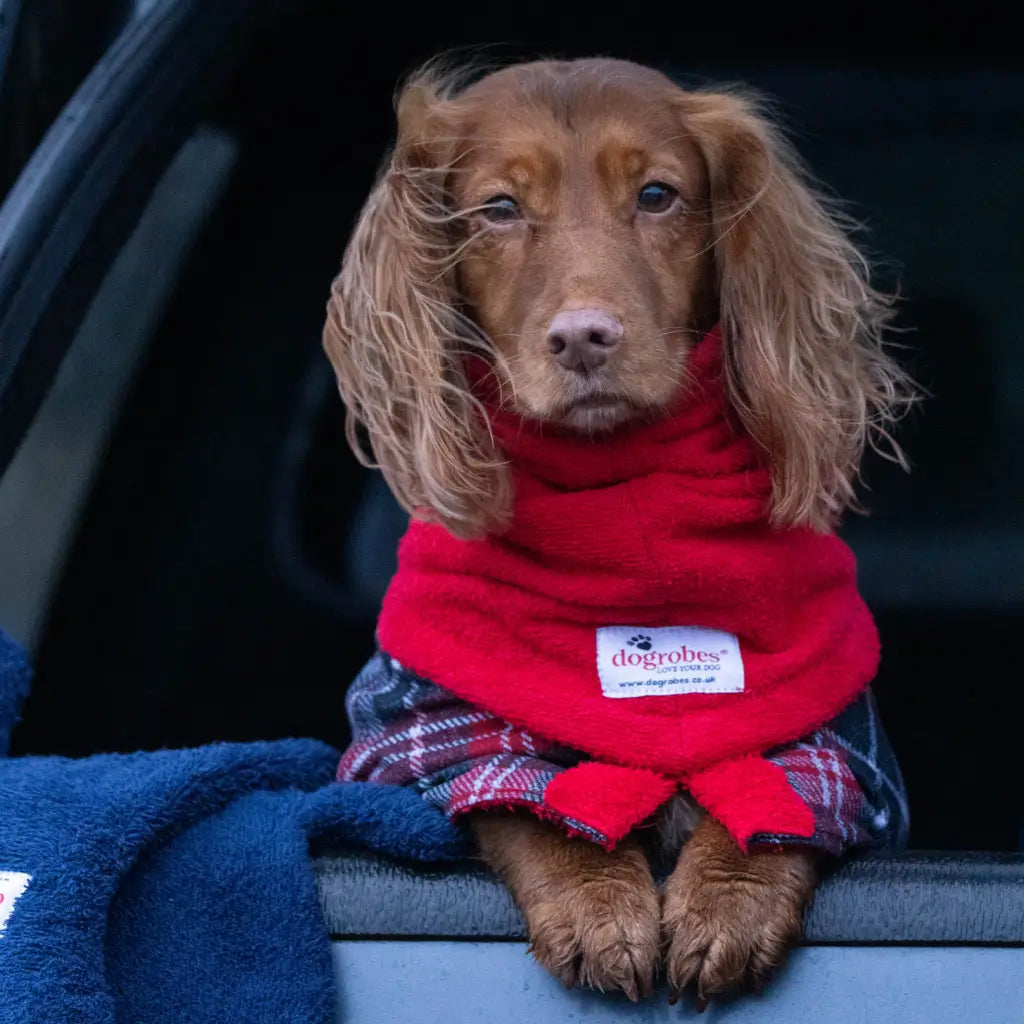 Dog wearing a red Dogrobes Snood as a neck buff for drying neck fur and added warmth