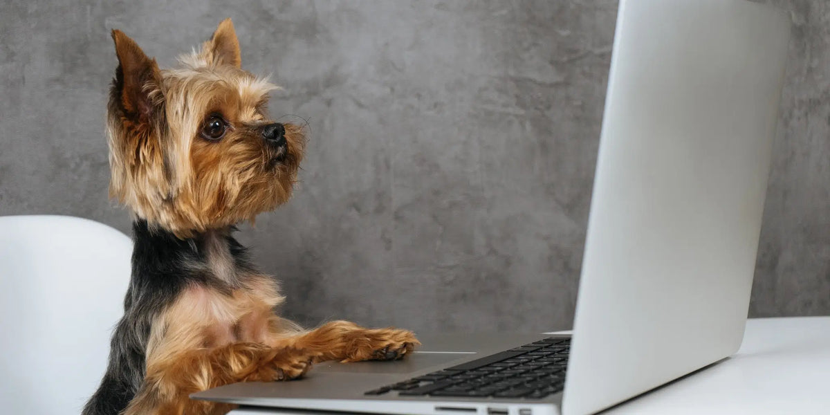 Yorkshire Terrier sitting at a laptop, representing easy Dogrobes returns and exchanges
